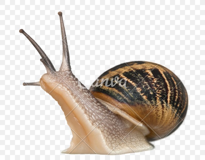 Cornu Aspersum Burgundy Snail Gastropods Pet, PNG, 800x640px, Cornu Aspersum, Achatina Achatina, Burgundy Snail, Escargot, Gastropods Download Free