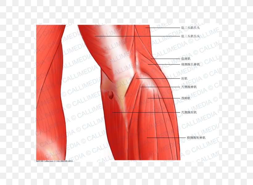 Elbow Nerve Anconeus Muscle Anatomy, PNG, 600x600px, Watercolor, Cartoon, Flower, Frame, Heart Download Free