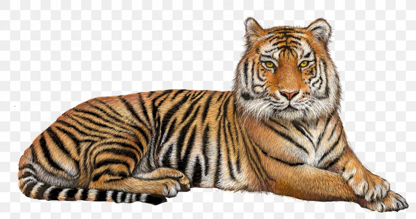 Felidae Lion Bengal Tiger Transparency, PNG, 1387x733px, Felidae, Adaptation, Animal Figure, Bengal Tiger, Big Cat Download Free