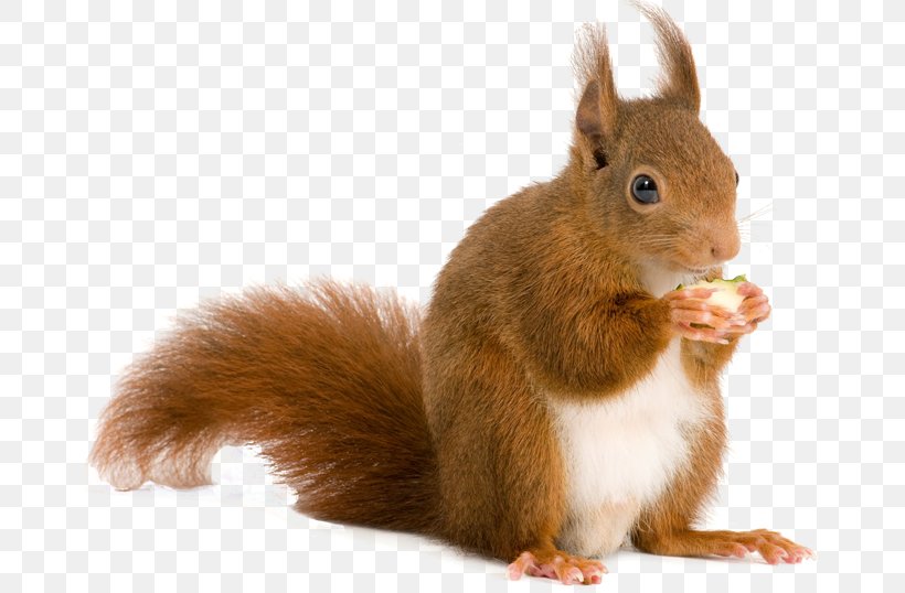 Squirrel Rodent Computer File, PNG, 670x538px, Squirrel, Conker The Squirrel, Fauna, Fur, Mammal Download Free