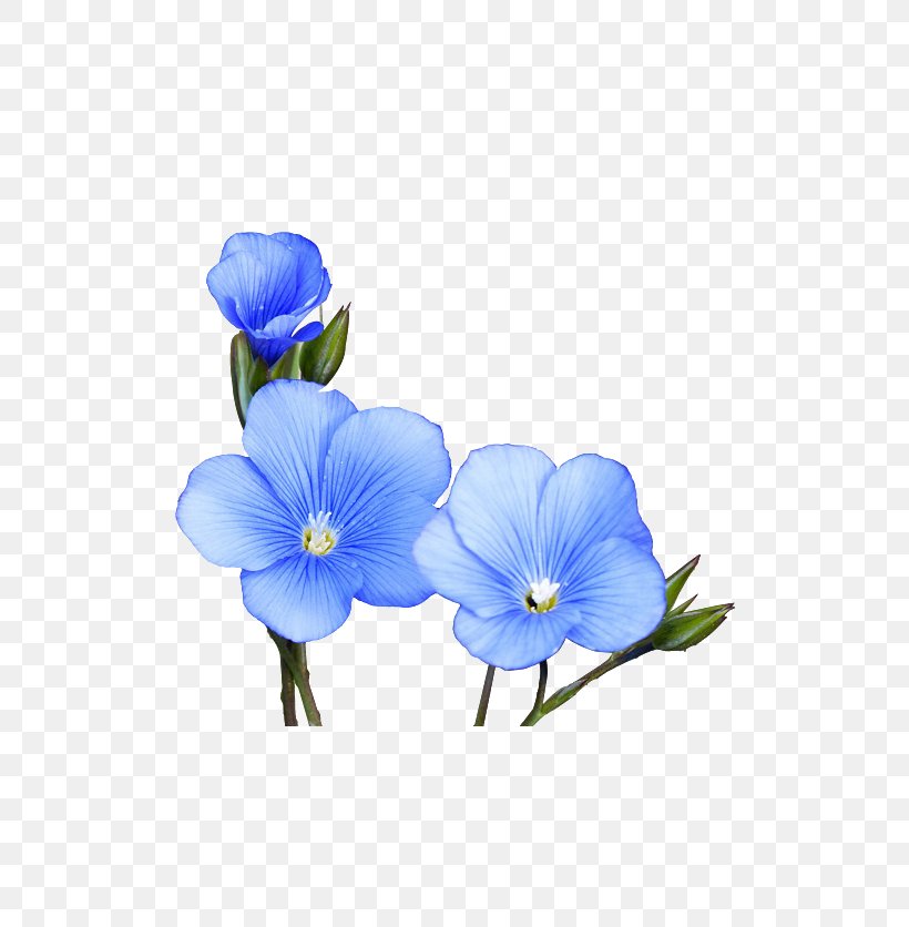 Watercolor: Flowers Watercolor Painting Drawing Clip Art, PNG, 769x836px, Watercolor Flowers, Balloon Flower, Blue, Blue Rose, Dayflower Download Free