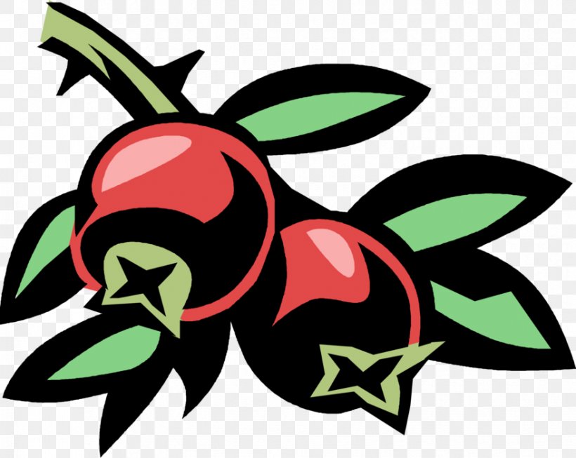 cranberries clip art