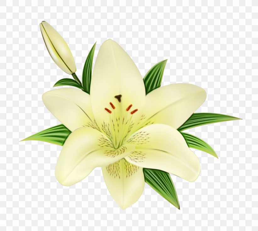 Flower Lily Petal Plant Stargazer Lily, PNG, 944x847px, Watercolor, Cut Flowers, Flower, Lily, Lily Family Download Free
