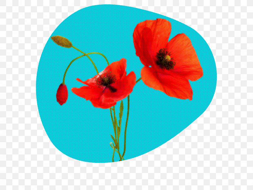 Flower Red Turquoise Poppy Petal, PNG, 1400x1050px, Flower, Anemone, Coquelicot, Corn Poppy, Petal Download Free