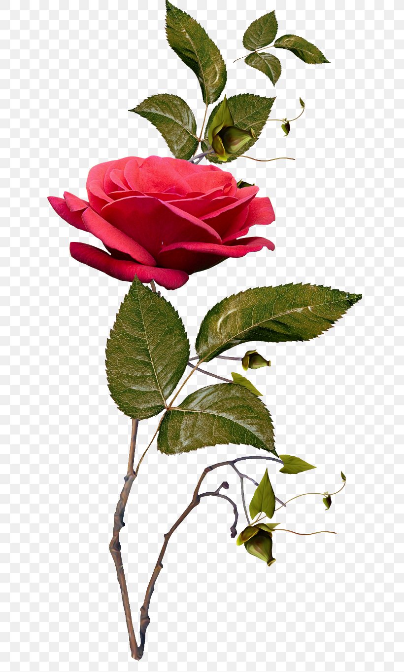 Garden Roses Clip Art, PNG, 650x1361px, Garden Roses, Branch, Cabbage Rose, Camellia, Flora Download Free