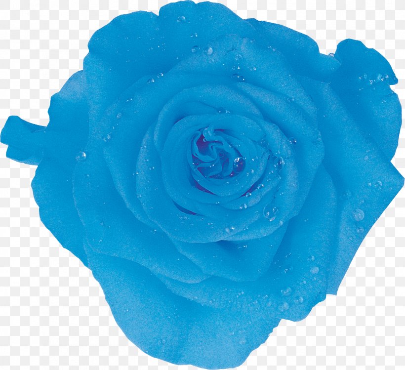 Ice Packs Garden Roses Amazon.com Cooler Blue Rose, PNG, 1247x1140px, Ice Packs, Amazoncom, Aqua, Azure, Bag Download Free