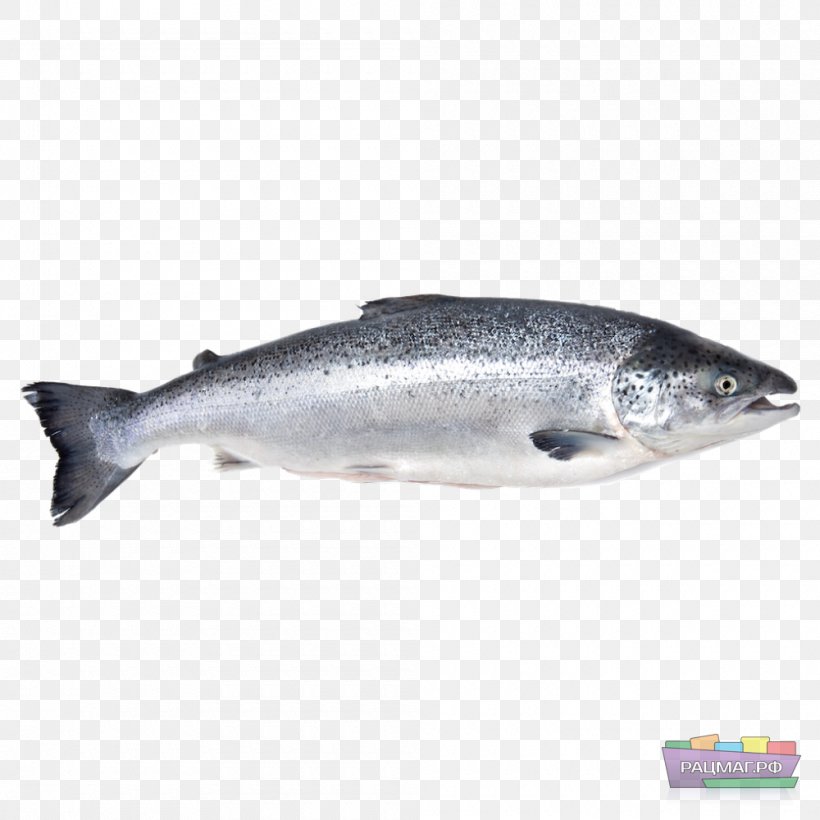 Iridescent Shark Fish Atlantic Salmon Basa, PNG, 1000x1000px, Iridescent Shark, Anchovy, Aquaculture Of Salmonids, Atlantic Salmon, Barramundi Download Free