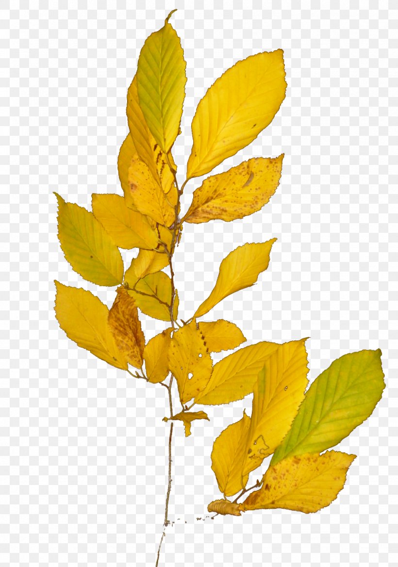 Twig Plant Stem Leaf Flowering Plant, PNG, 1024x1460px, Twig, Branch, Flower, Flowering Plant, Leaf Download Free