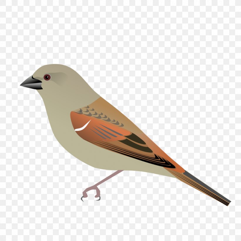 House Sparrow Bird Parrot-billed Sparrow, PNG, 1024x1024px, House Sparrow, Beak, Bird, Emberizidae, Finch Download Free