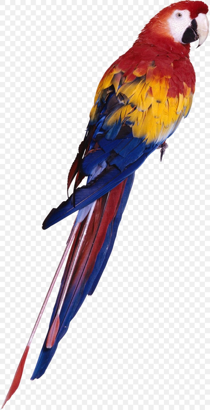 Parrot Bird Budgerigar Cockatiel Parakeet, PNG, 815x1600px, Parrot, Beak, Bird, Birdcage, Budgerigar Download Free