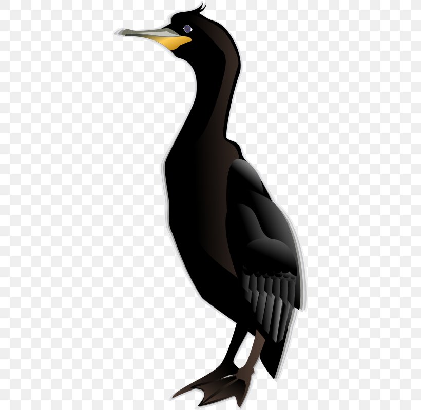 Double-crested Cormorant Bird Clip Art, PNG, 381x800px, Cormorant, Beak, Bird, Doublecrested Cormorant, Fauna Download Free
