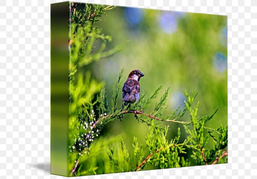 Finch Bird Grasses Sparrow Gallery Wrap, PNG, 650x571px, Finch, Art, Beak, Bird, Bluebird Download Free