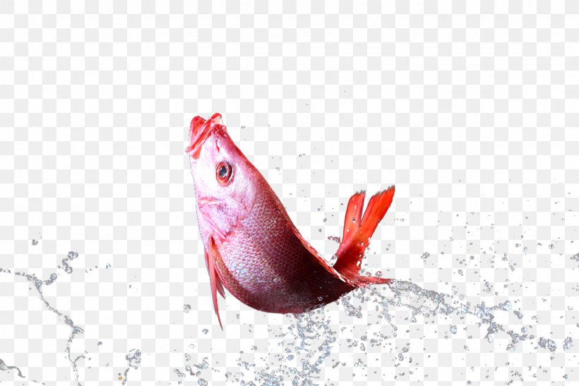 Fish Drop, PNG, 1535x1024px, Fish, Blobfish, Deep Sea Creature, Drop, Grouper Download Free