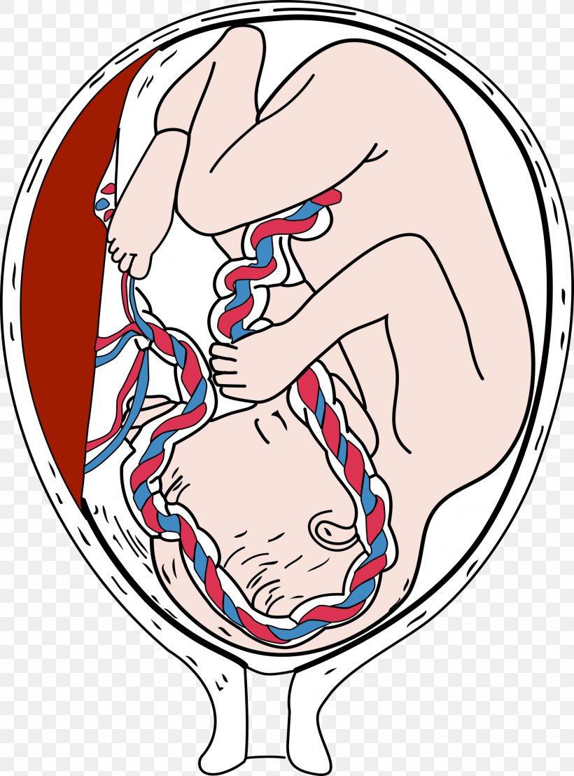 Placenta Embryo Fetus Pregnancy Clip Art, PNG, 1777x2400px, Watercolor, Cartoon, Flower, Frame, Heart Download Free