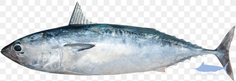 Sardine Mackerel Thunnus Fish Products Atlantic Bonito, PNG, 1024x355px, Sardine, Atlantic Bonito, Atlantic Mackerel, Bonito, Bony Fish Download Free