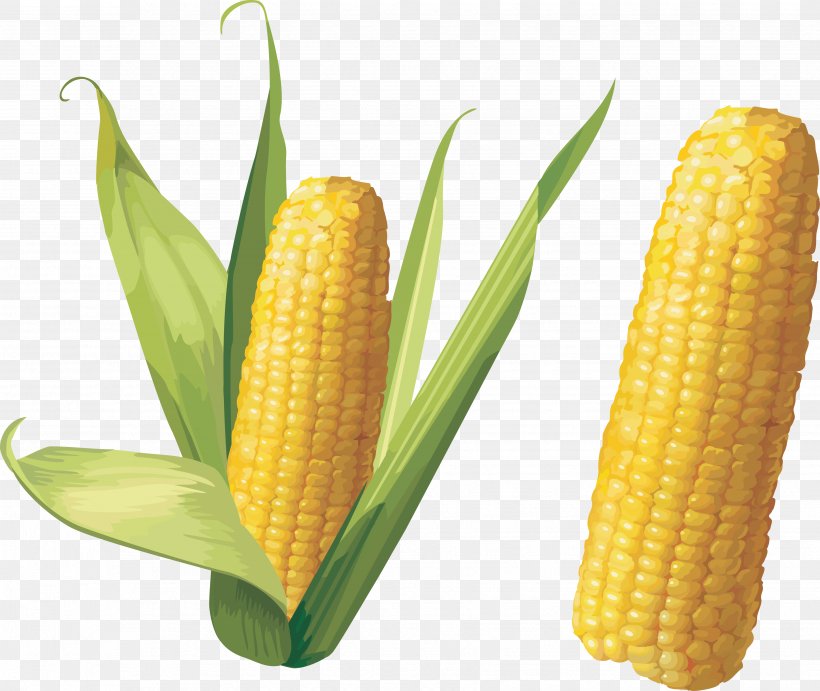 Corn On The Cob Maize Clip Art, PNG, 3504x2954px, Flint Corn, Commodity, Corn Kernel, Corn Kernels, Corn On The Cob Download Free