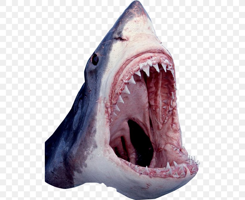 Jersey Shore Shark Attacks Of 1916 Great White Shark, PNG, 520x669px, Shark, Angelshark, Cartilaginous Fish, Cetacean Surfacing Behaviour, Chumming Download Free