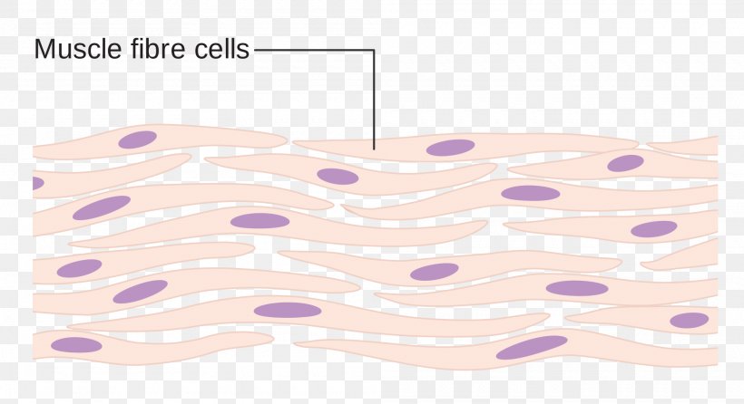 Myocyte Somatic Cell Skeletal Muscle, PNG, 2000x1088px, Myocyte, Cell, Cell And Tissue Research, Cell Membrane, Cell Potency Download Free