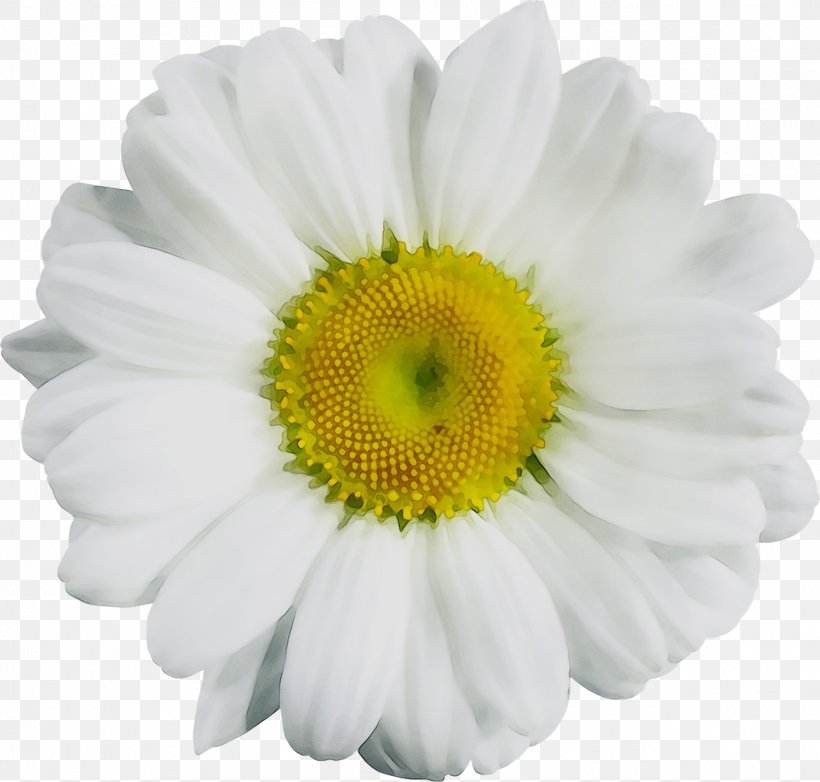 Image Clip Art GIF Desktop Wallpaper, PNG, 1497x1428px, Flower, Aster, Asterales, Barberton Daisy, Camomile Download Free