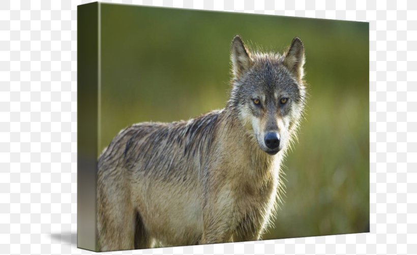 Gray Wolf Alamy Stock Photography, PNG, 650x502px, Gray Wolf, Alamy, Canada, Canis, Coyote Download Free