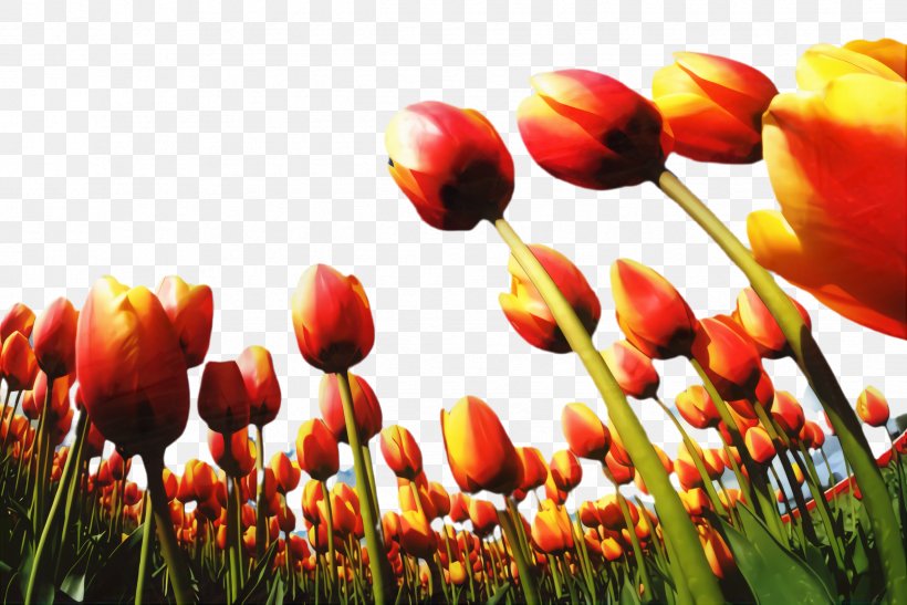 Floral Spring Flowers, PNG, 2444x1632px, Tulip, Blossom, Botany, Bud, Calla Lily Download Free