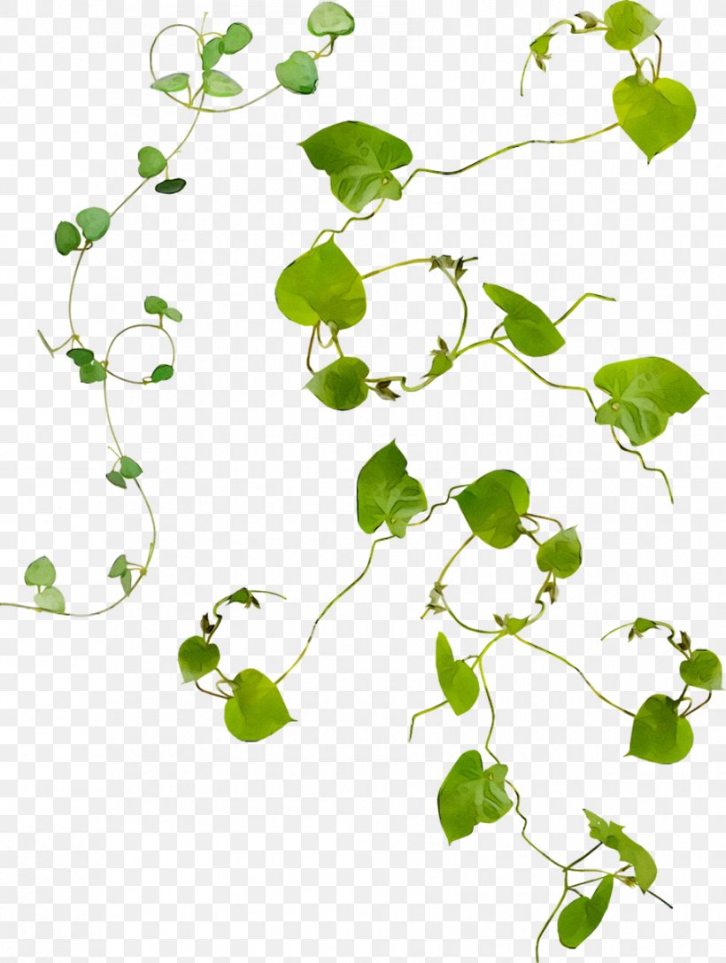Flower Plant Stem Green Leaf Clip Art, PNG, 903x1198px, Flower, Botany, Branch, Flowering Plant, Green Download Free
