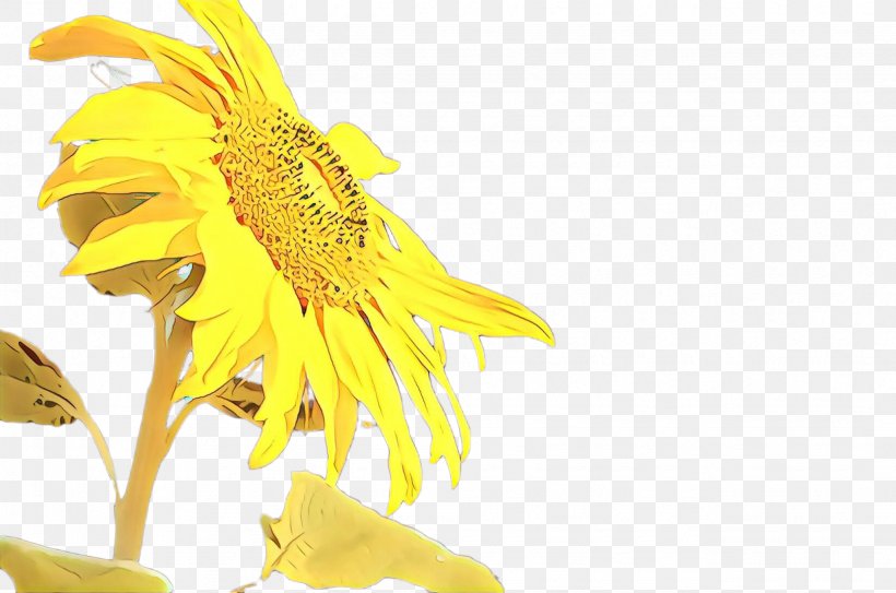 Flowers Background, PNG, 2455x1628px, Cartoon, Common Sunflower, Cut Flowers, Daisy Family, Dandelion Download Free