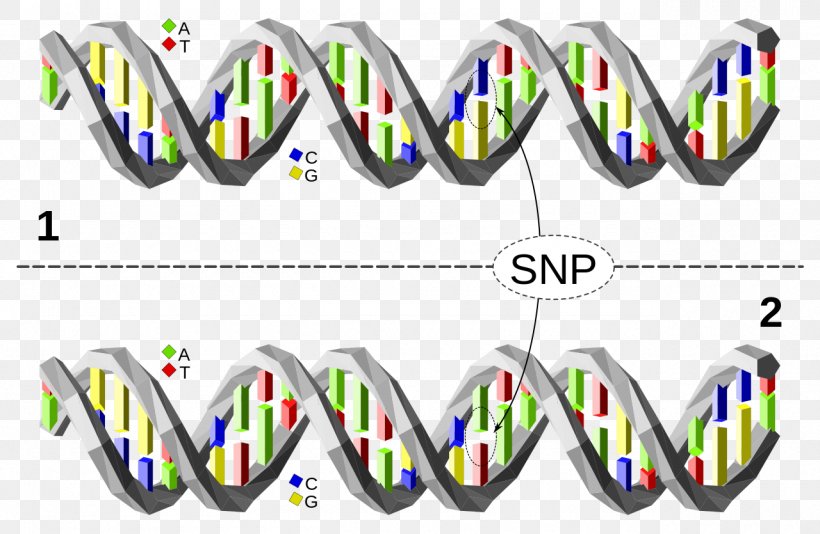 Single-nucleotide Polymorphism Genetic Variation DNA, PNG, 1280x835px, Singlenucleotide Polymorphism, Adenine, Area, Base Pair, Brand Download Free