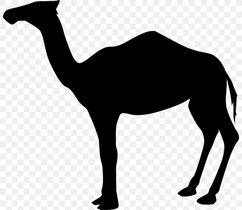 Dromedary Bactrian Camel Clip Art, PNG, 800x712px, Dromedary, Arabian Camel, Bactrian Camel, Black And White, Camel Download Free