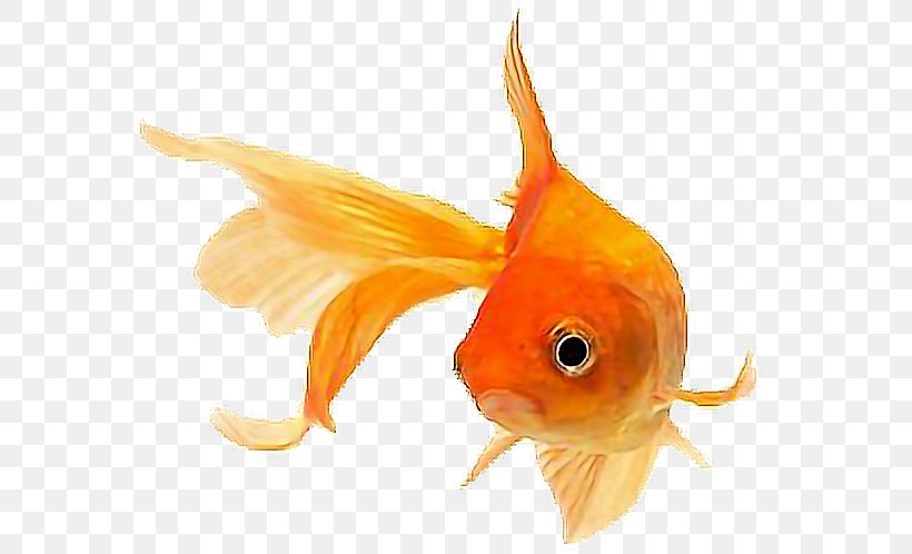 Fantail Ryukin Siamese Fighting Fish Aquarium Orange, PNG, 594x498px, Fantail, Aquarium, Aquarium Fish Feed, Bony Fish, Bony Fishes Download Free