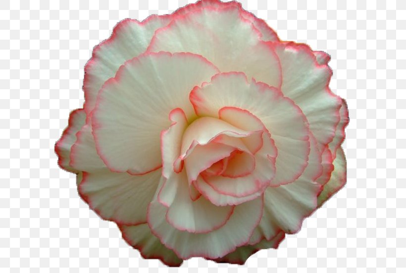 Garden Roses Cabbage Rose Flower Animaatio, PNG, 664x551px, Garden Roses, Animaatio, Begonia, Cabbage Rose, Carnation Download Free
