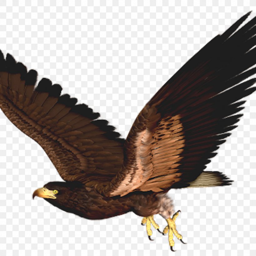 Hawk Bird Eagle Clip Art, PNG, 1024x1024px, Hawk, Accipitriformes, Acridotheres, Bald Eagle, Beak Download Free
