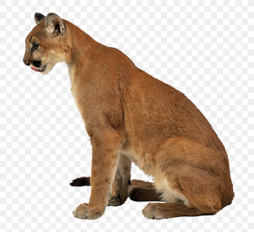 Lion Leopard Tiger Felidae Liger, PNG, 750x750px, Lion, Animal, Carnivoran, Carnivore, Cat Like Mammal Download Free
