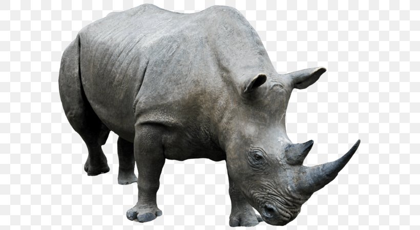 Rhinoceros Clip Art, PNG, 600x449px, Rhinoceros, Dots Per Inch, Fauna, Horn, Image Resolution Download Free