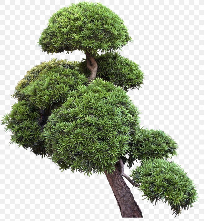 Tree Bonsai Shrub Clip Art, PNG, 946x1024px, Tree, Bonsai, Evergreen, Flowerpot, Grass Download Free