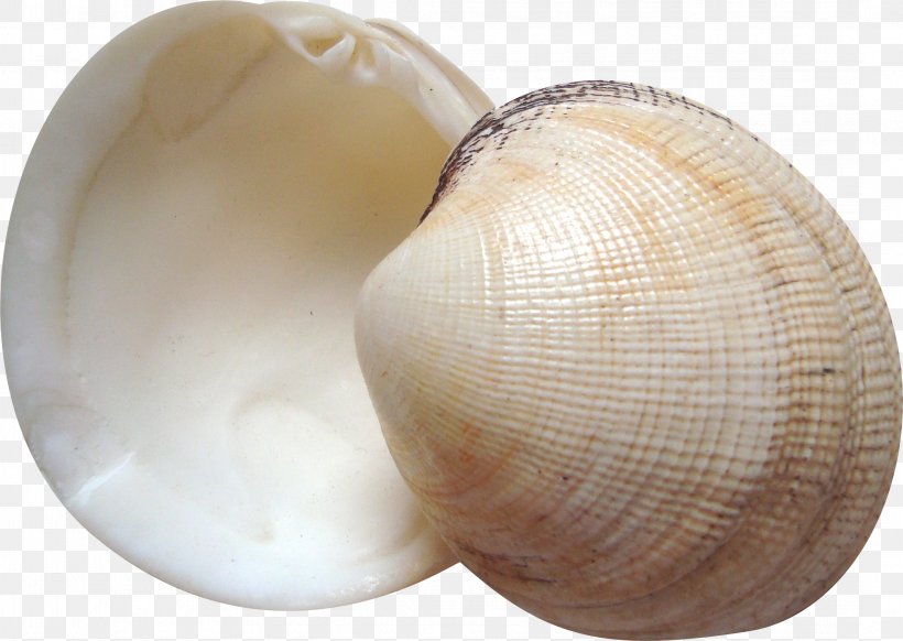 Cockle Seashell Clam, PNG, 2142x1521px, Cockle, Baltic Clam, Clam, Clams Oysters Mussels And Scallops, Conchology Download Free