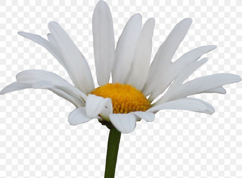 Common Daisy Flower Clip Art, PNG, 900x665px, Common Daisy, Art, Chamomile, Color, Daisy Download Free