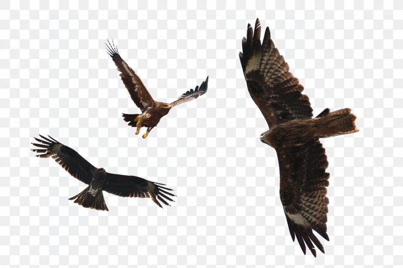 Flight Bald Eagle Bird, PNG, 1537x1025px, Flight, Accipitriformes, Bald Eagle, Beak, Bird Download Free