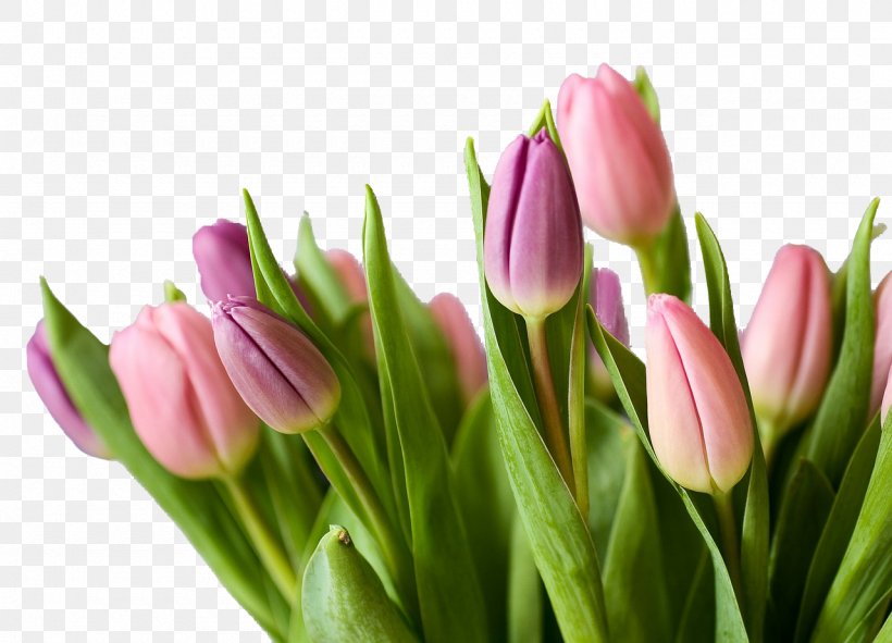 Flower Bouquet Tulip Cut Flowers, PNG, 1280x923px, Flower, Bud, Bulb, Color, Cut Flowers Download Free
