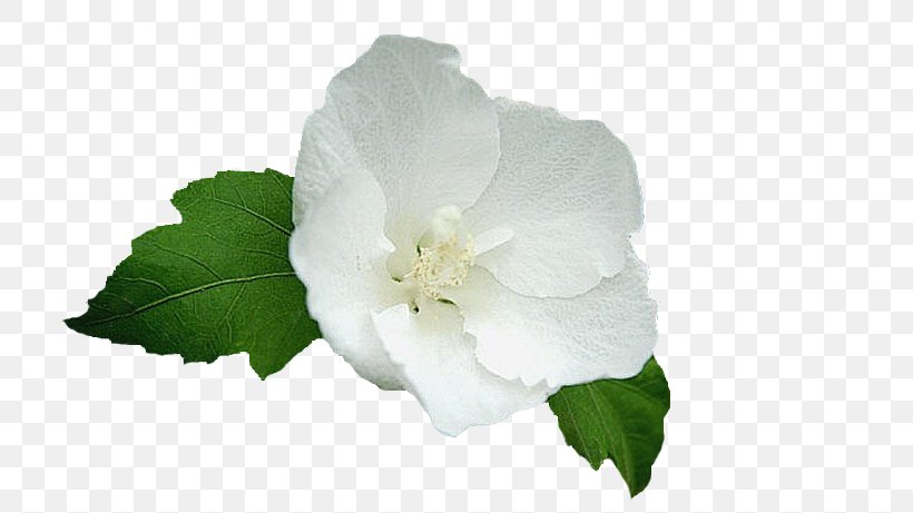 Gardenia Mallows, PNG, 733x461px, Gardenia, Flower, Flowering Plant, Jasmine, Mallow Download Free