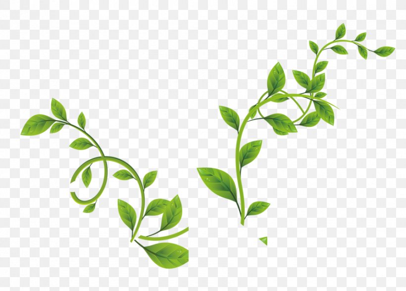 Leaf Green Vine, PNG, 893x641px, Leaf, Branch, Computer Software, Dots Per Inch, Grass Download Free