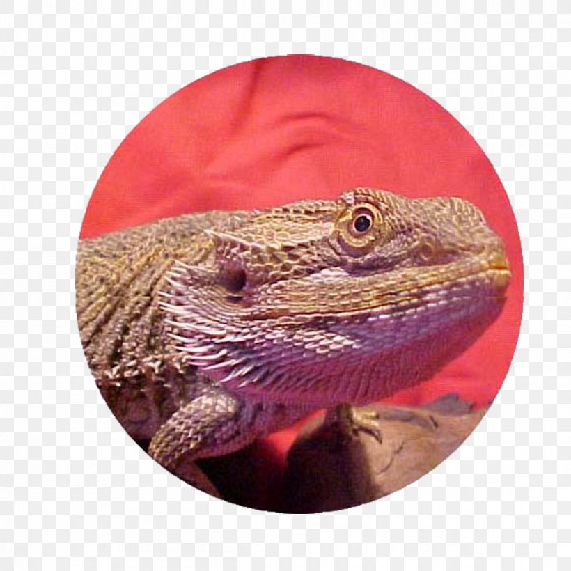 Lizard Reptile Agama Bearded Dragons, PNG, 1200x1200px, Lizard, Agama, Agamidae, Animal, Beard Download Free