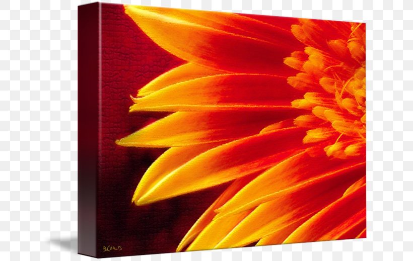 Gallery Wrap Canvas Sunflower M Transvaal Daisy Art, PNG, 650x519px, Gallery Wrap, Art, Canvas, Closeup, Daisy Family Download Free