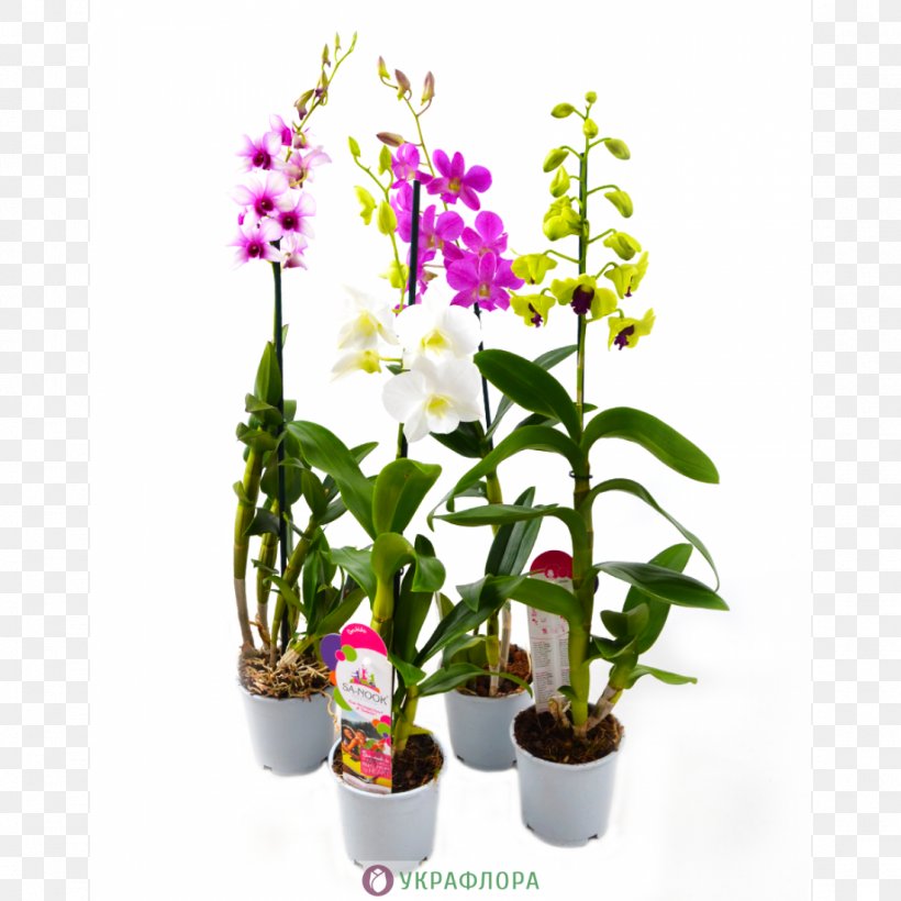 Moth Orchids Dendrobium Lady's-slipper Venus Slipper Plants, PNG, 1100x1100px, Moth Orchids, Artikel, Boat Orchid, Cattleya, Cattleya Orchids Download Free