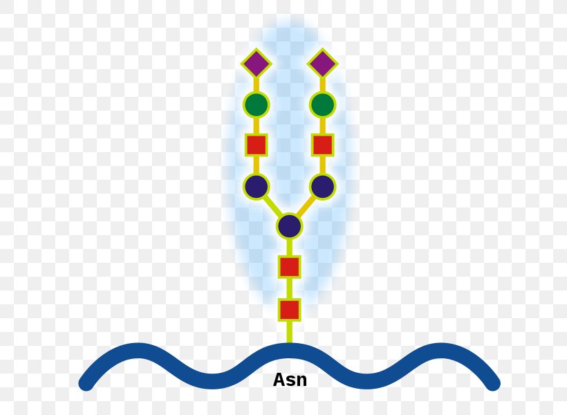 N-linked Glycosylation Glycoprotein O-linked Glycosylation Structure, PNG, 677x600px, Glycosylation, Antibody, Biochemistry, Body Jewelry, Carbohydrate Download Free