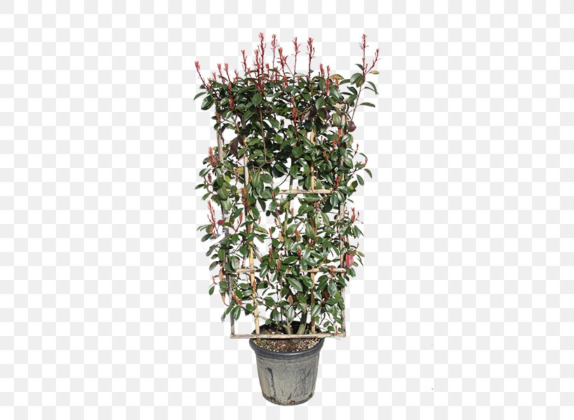 Red Tip Photinia Shrub Espalier Hedge Evergreen, PNG, 600x600px, Red Tip Photinia, Branch, Espalier, Evergreen, Flower Download Free