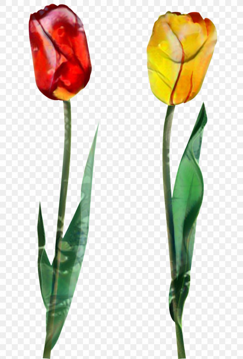 Tulip Cut Flowers Plant Stem Bud Petal, PNG, 1379x2035px, Tulip, Botany, Bud, Cut Flowers, Flower Download Free
