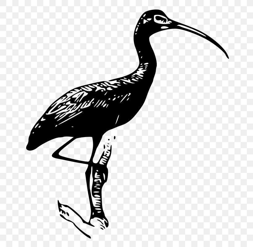 Bird Scarlet Ibis Glossy Ibis, PNG, 756x800px, Bird, African Sacred Ibis, American White Ibis, Australian White Ibis, Beak Download Free