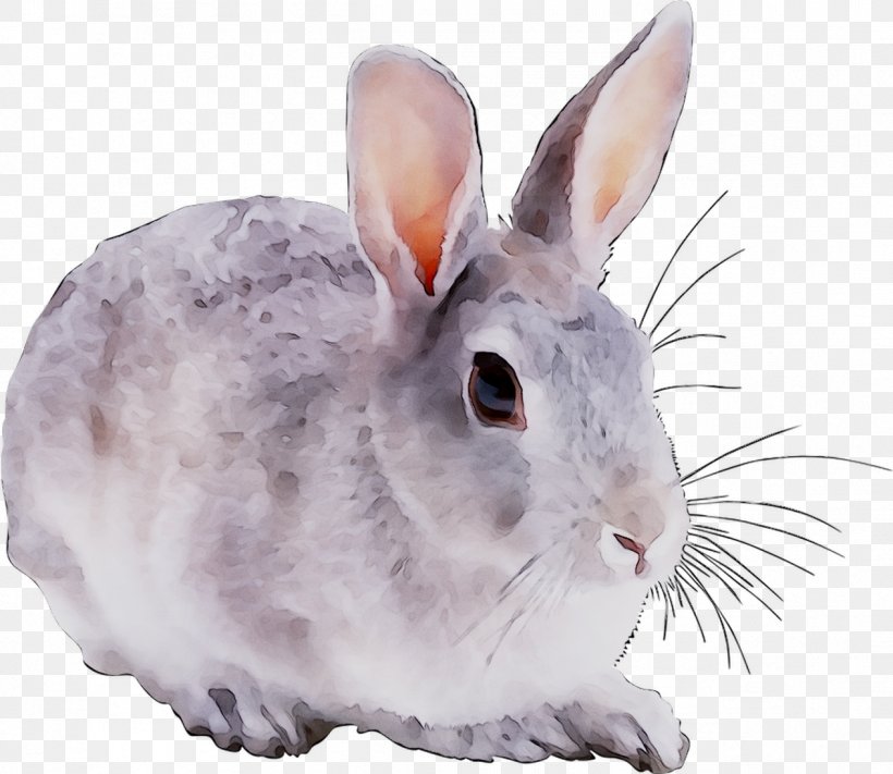 Domestic Rabbit Clip Art Drawing Snowshoe, PNG, 1264x1096px, Domestic Rabbit, Animal Figure, Cartoon, Chinchilla, Drawing Download Free