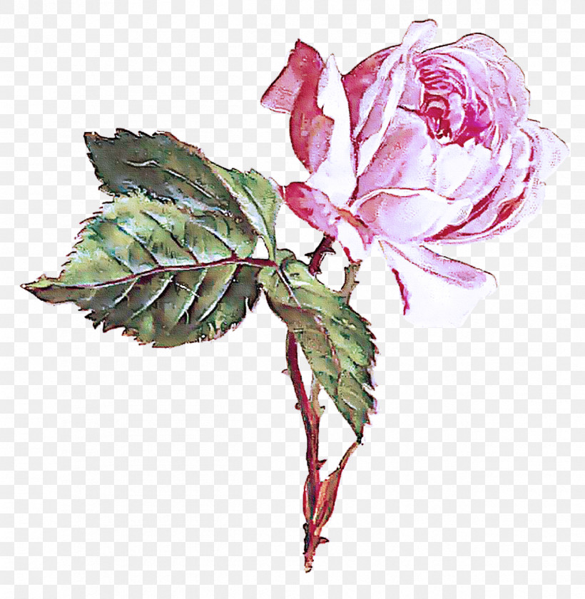 Garden Roses, PNG, 1249x1280px, Cabbage Rose, Cut Flowers, Floral Design, Flower, Flower Bouquet Download Free